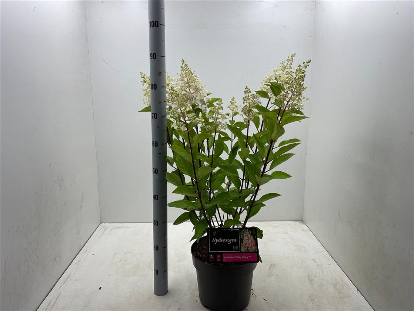 Hydrangea pan. 'Pinky Winky' - C7,5